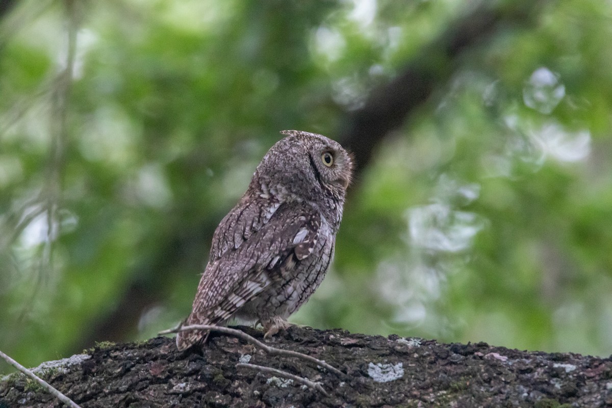 Eastern Screech-Owl - Jesse Huth