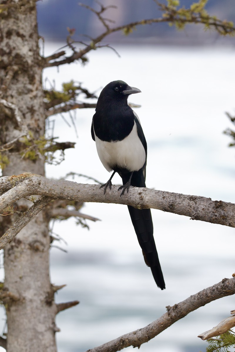 Black-billed Magpie - Jay Mitchell