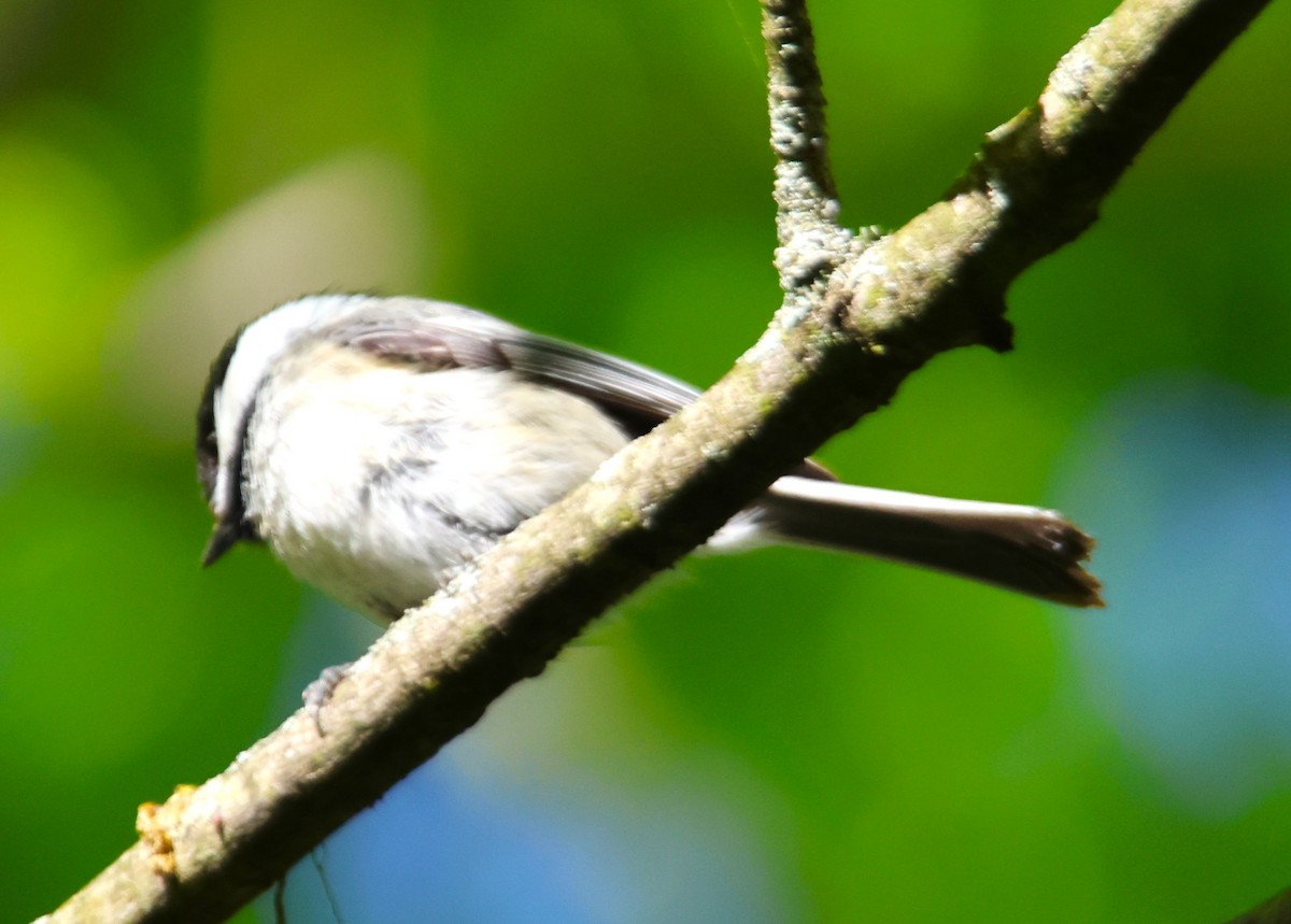 Black-capped Chickadee - Alan Shapiro