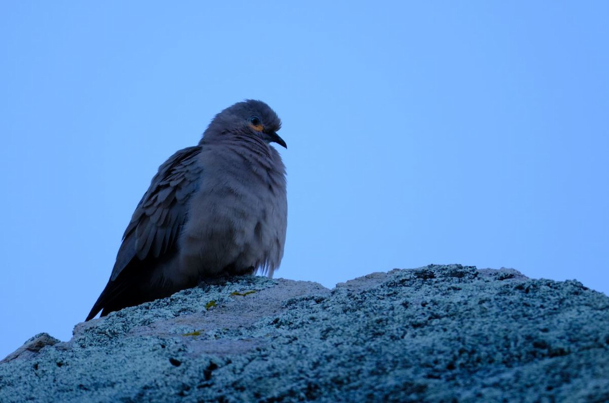 Black-winged Ground Dove - Jonathan Chancasana Villacorta