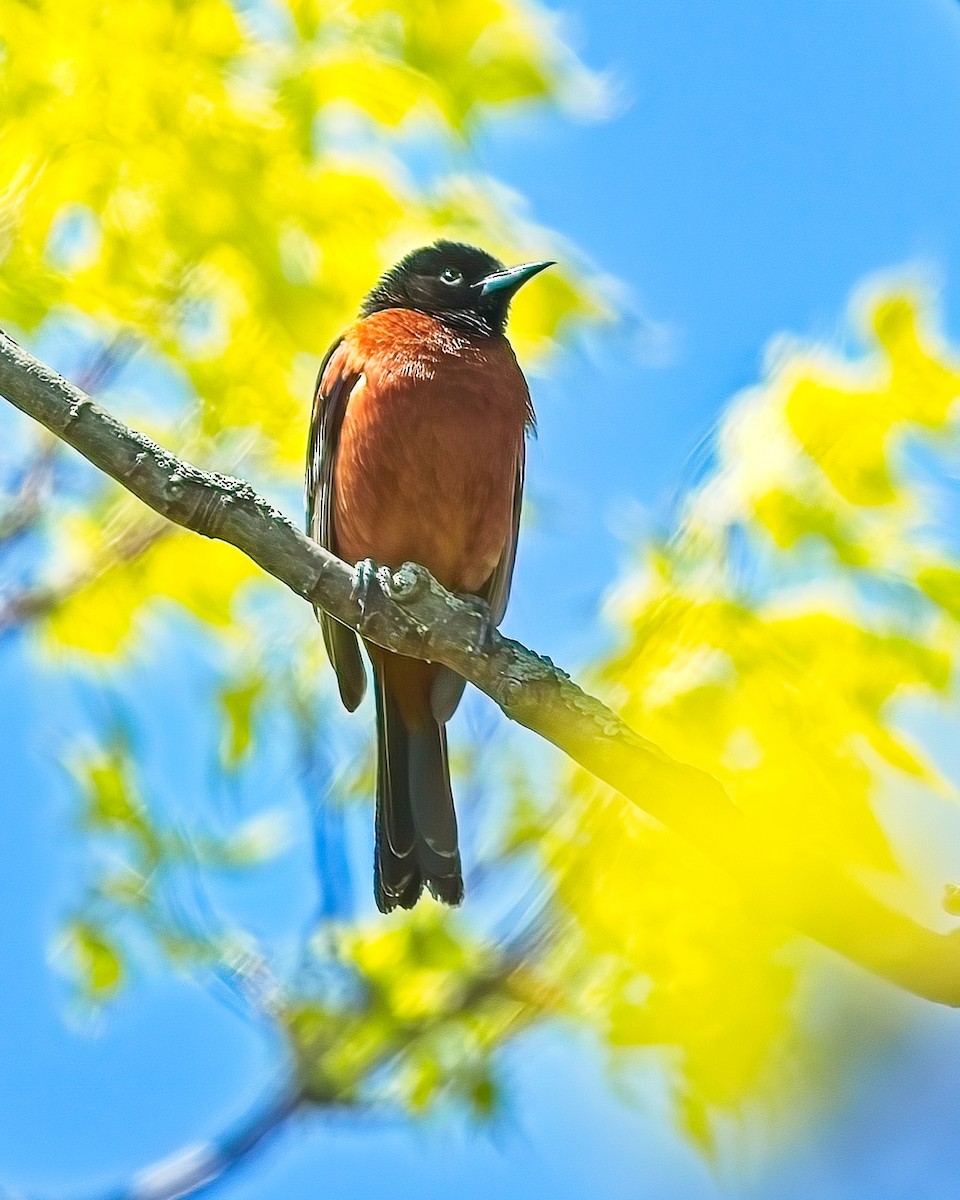 Orchard Oriole - Frank Letniowski