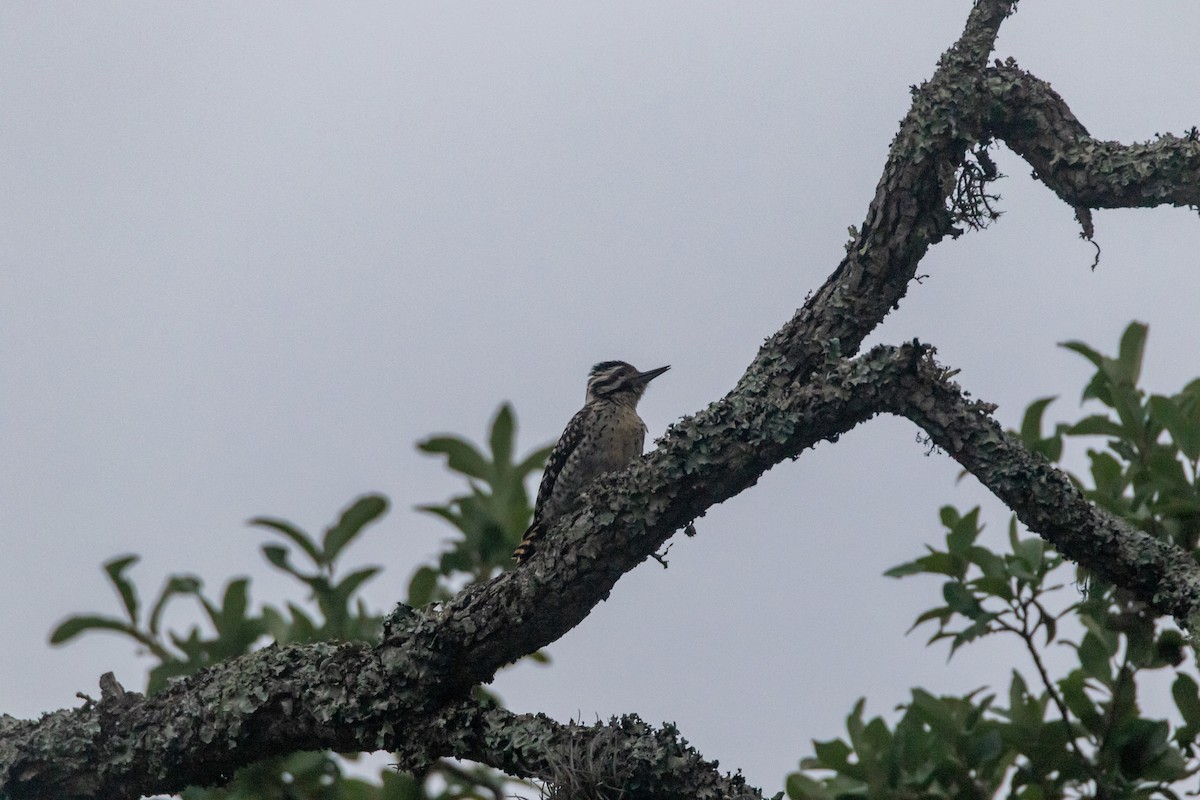 Ladder-backed Woodpecker - Jesse Huth