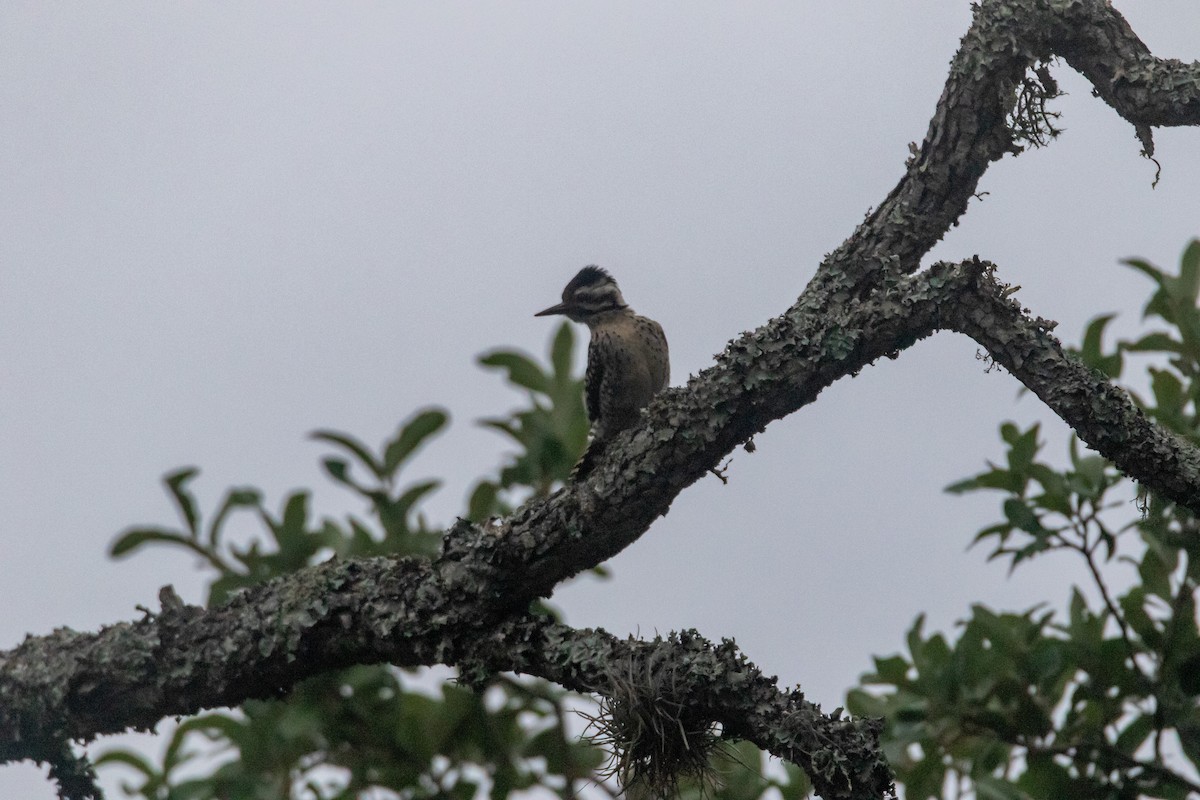 Ladder-backed Woodpecker - Jesse Huth