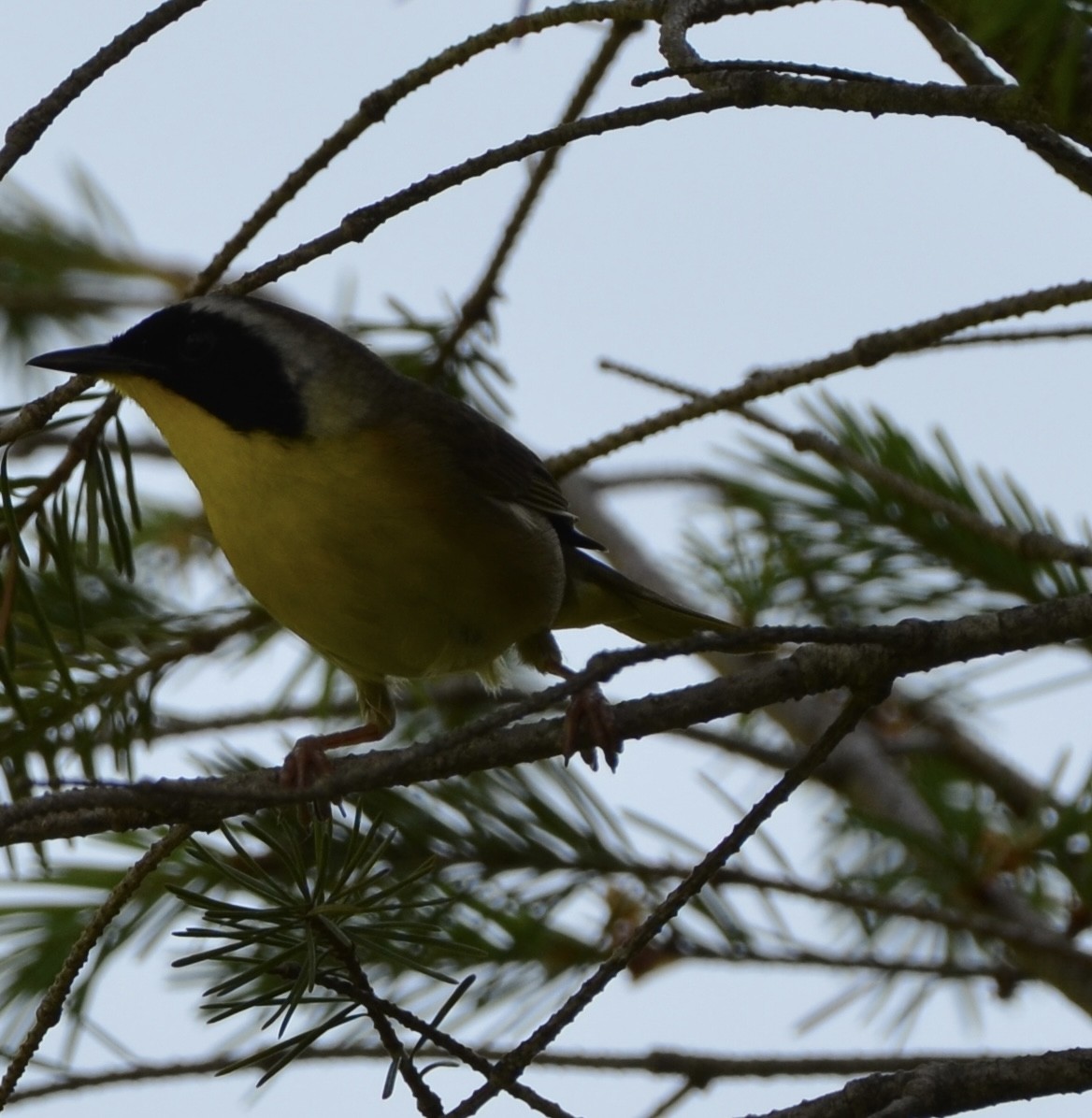 Common Yellowthroat - Alex Zur