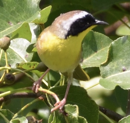 Common Yellowthroat - Alex Zur