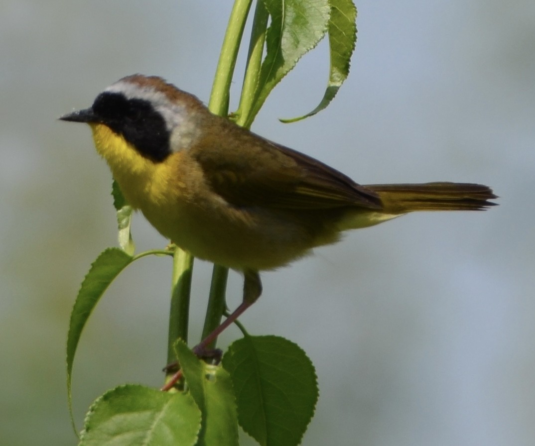 Common Yellowthroat - Alex Zur