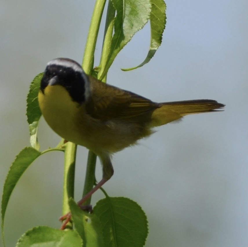 Common Yellowthroat - Alex Zur