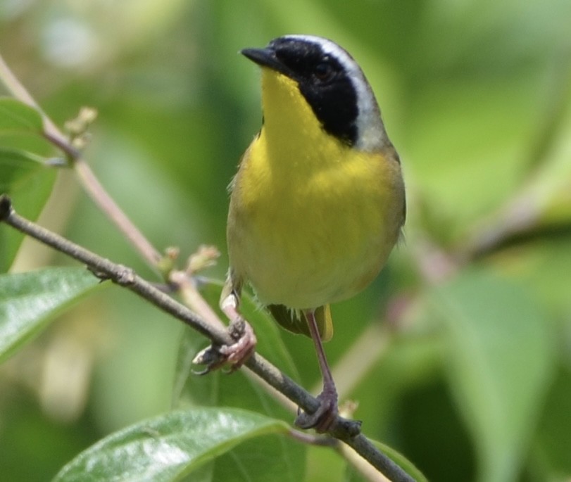 Common Yellowthroat - Alex Zur