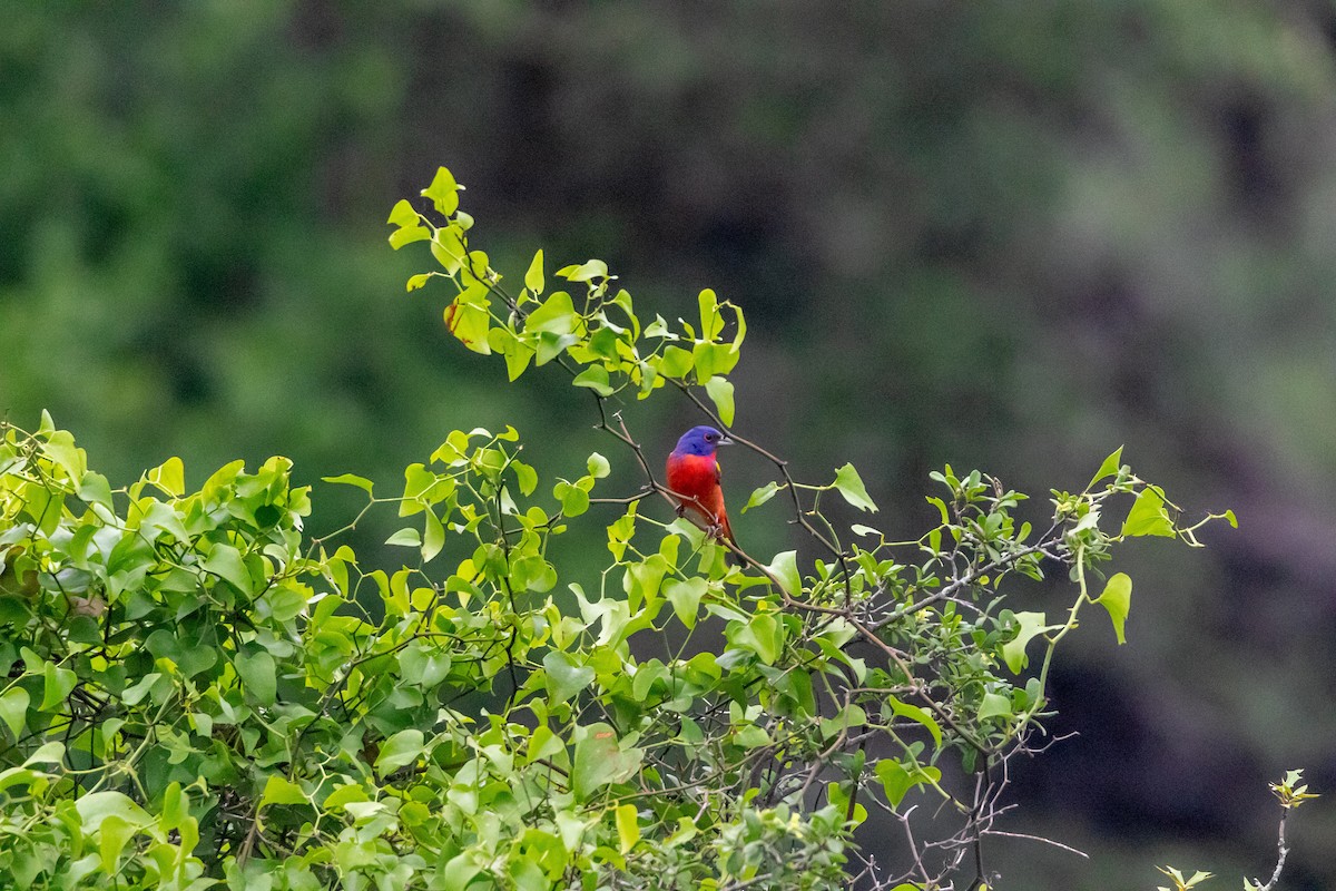 Painted Bunting - Jesse Huth