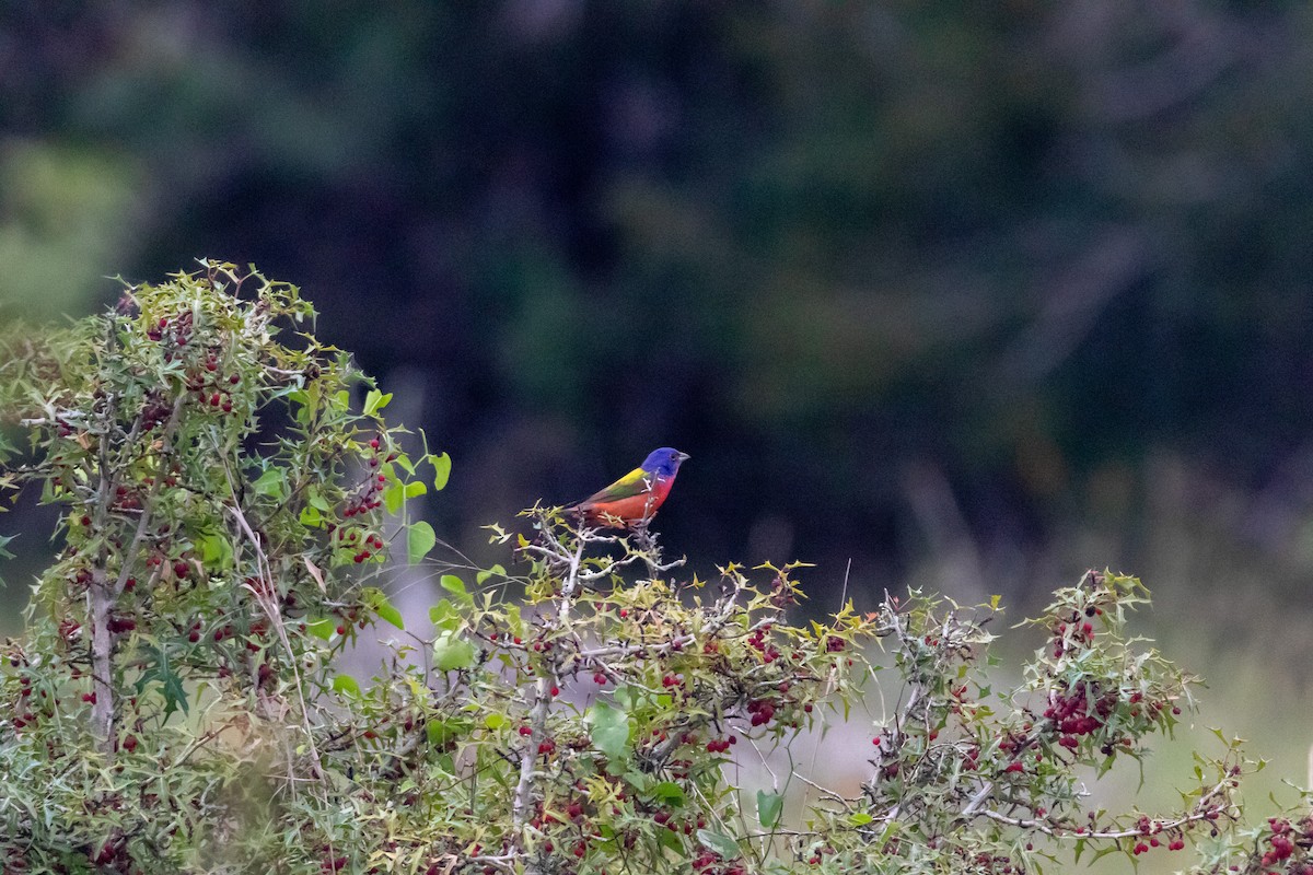 Painted Bunting - Jesse Huth