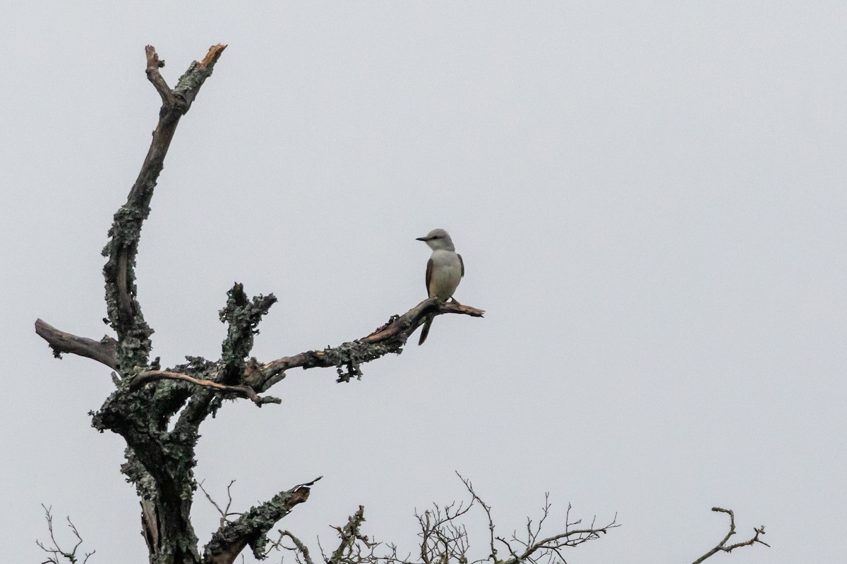 Scissor-tailed Flycatcher - Jesse Huth