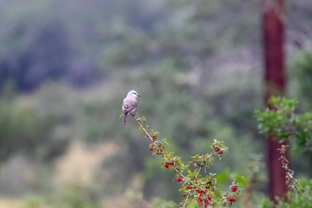 Scissor-tailed Flycatcher - Jesse Huth