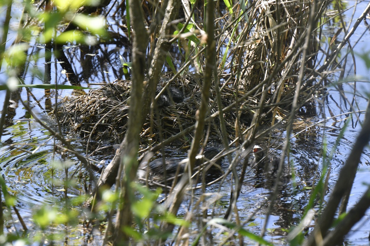 Pied-billed Grebe - Kazumi Ohira