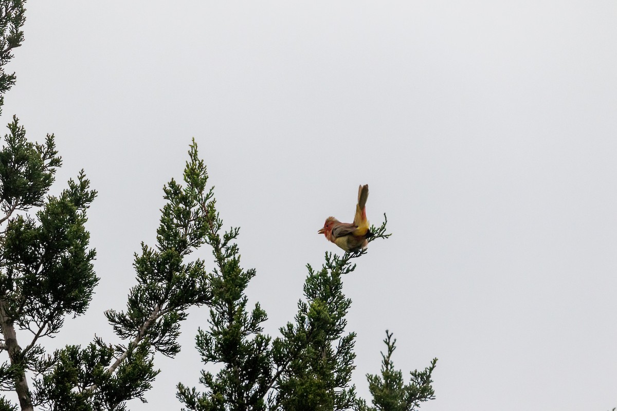 Summer Tanager - Jesse Huth