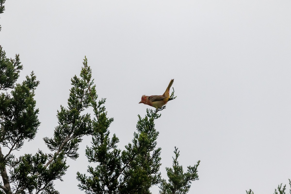 Summer Tanager - Jesse Huth