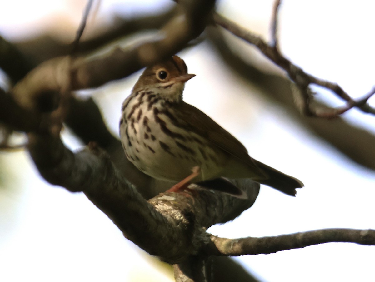 Ovenbird - Alan Shapiro