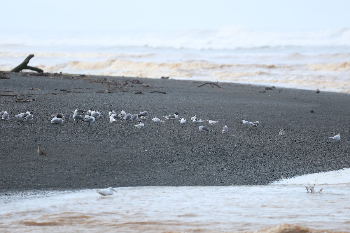 Franklin's Gull - Tina Van Dusen