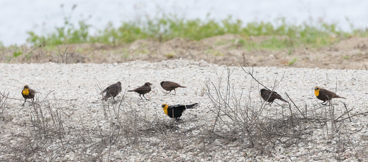 Yellow-headed Blackbird - Robert McMorran