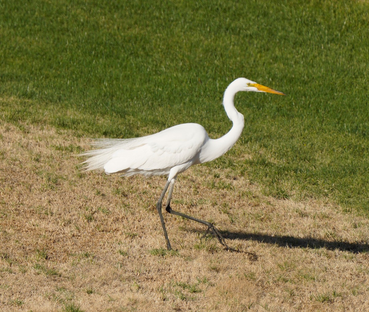 Great Egret - Gaurav Parekh