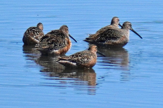 Long-billed Dowitcher - ML619599897
