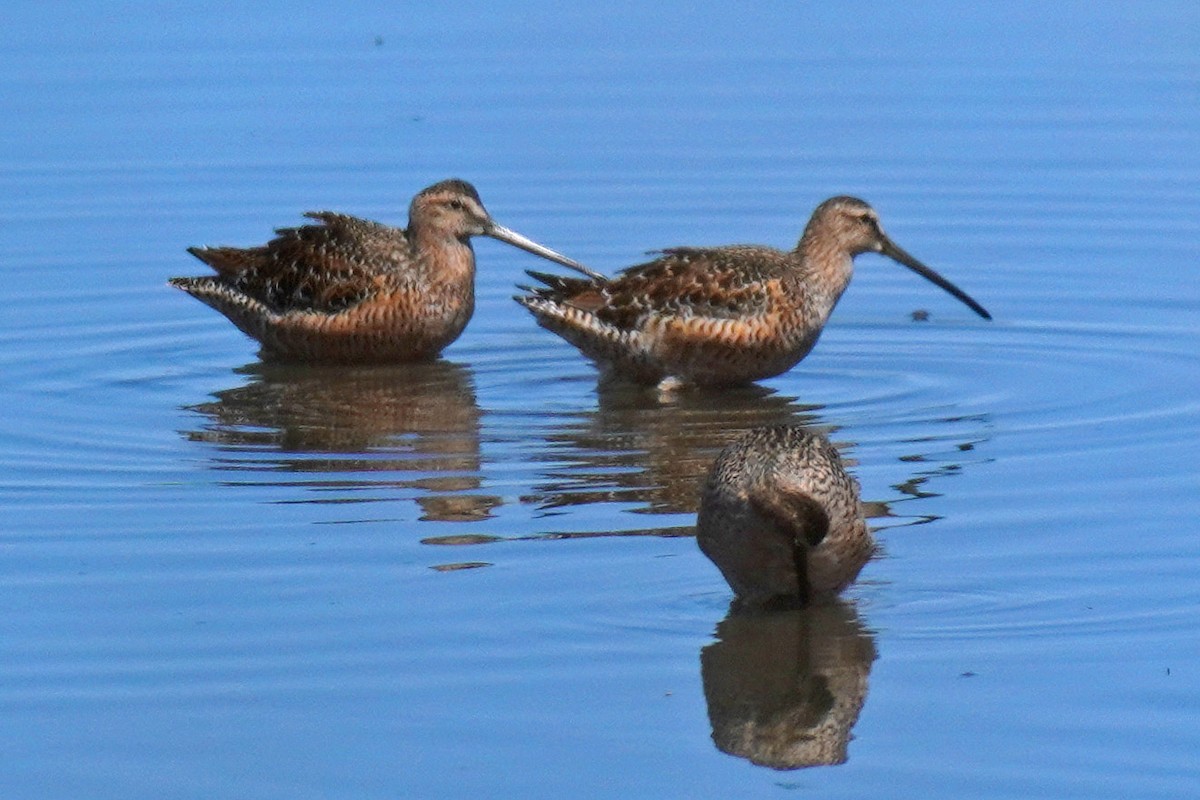 Long-billed Dowitcher - ML619599898