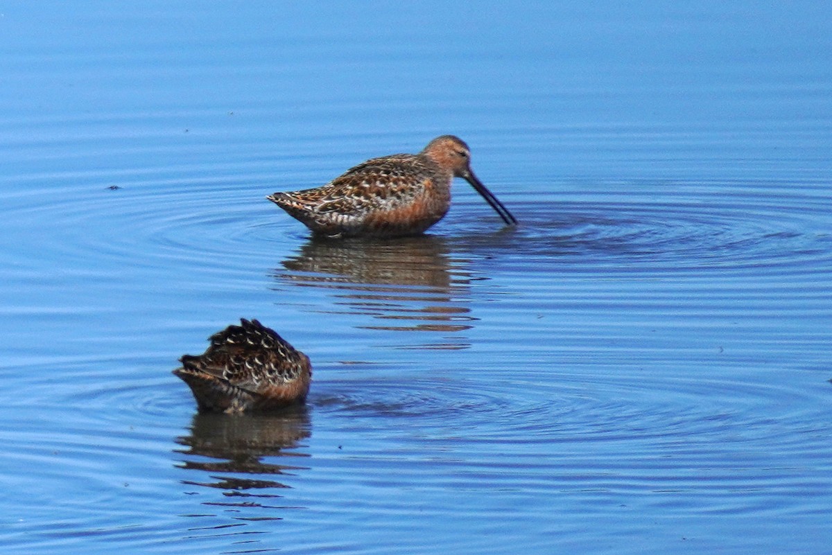 Long-billed Dowitcher - ML619599900