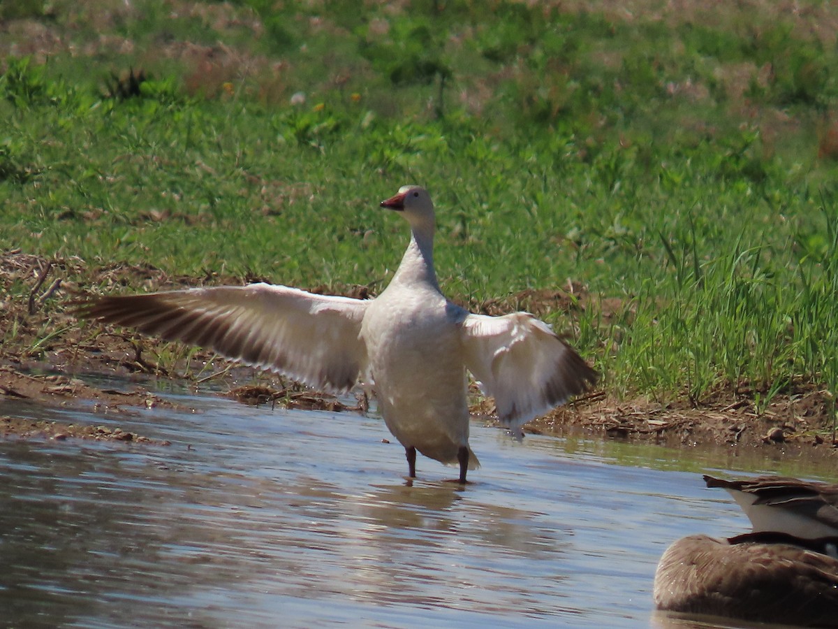 Snow Goose - Christine Stanke