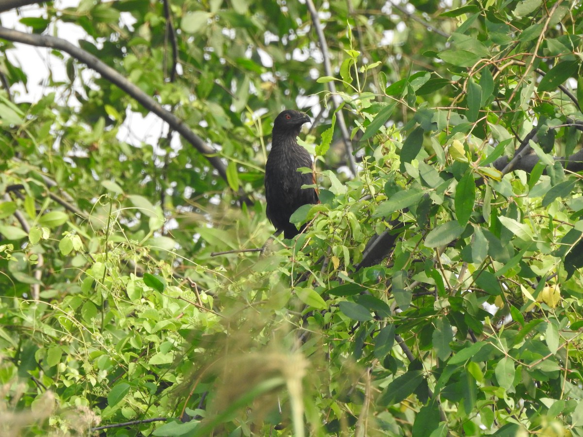 Sunda Coucal - Anonymous