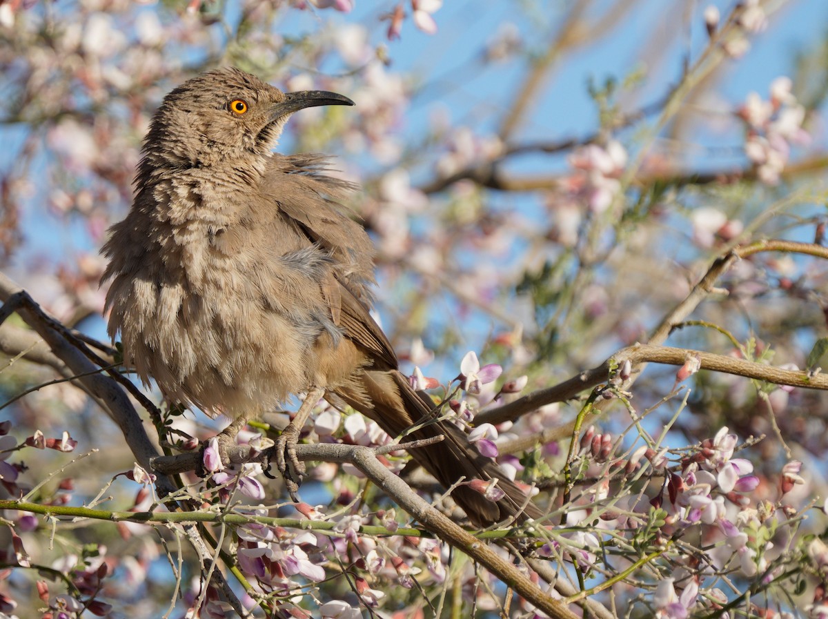 Curve-billed Thrasher - Gaurav Parekh