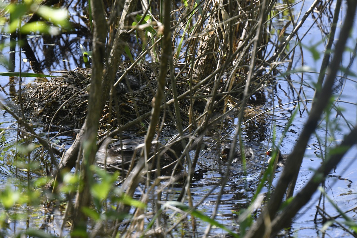 Pied-billed Grebe - Kazumi Ohira