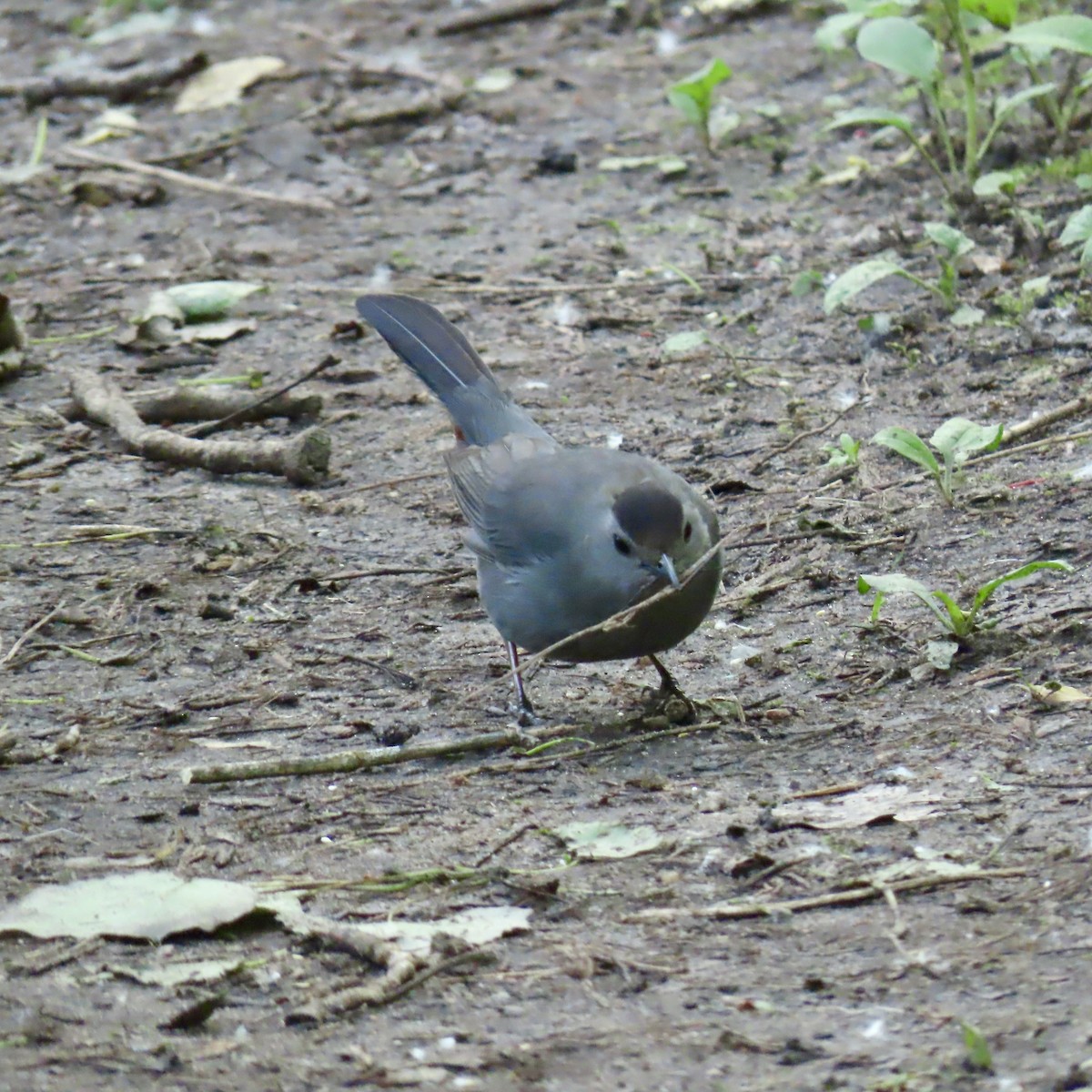 Gray Catbird - Jocelyn K