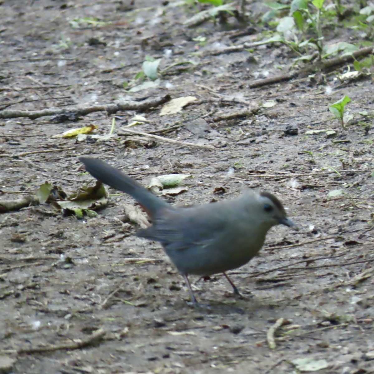 Gray Catbird - Jocelyn K