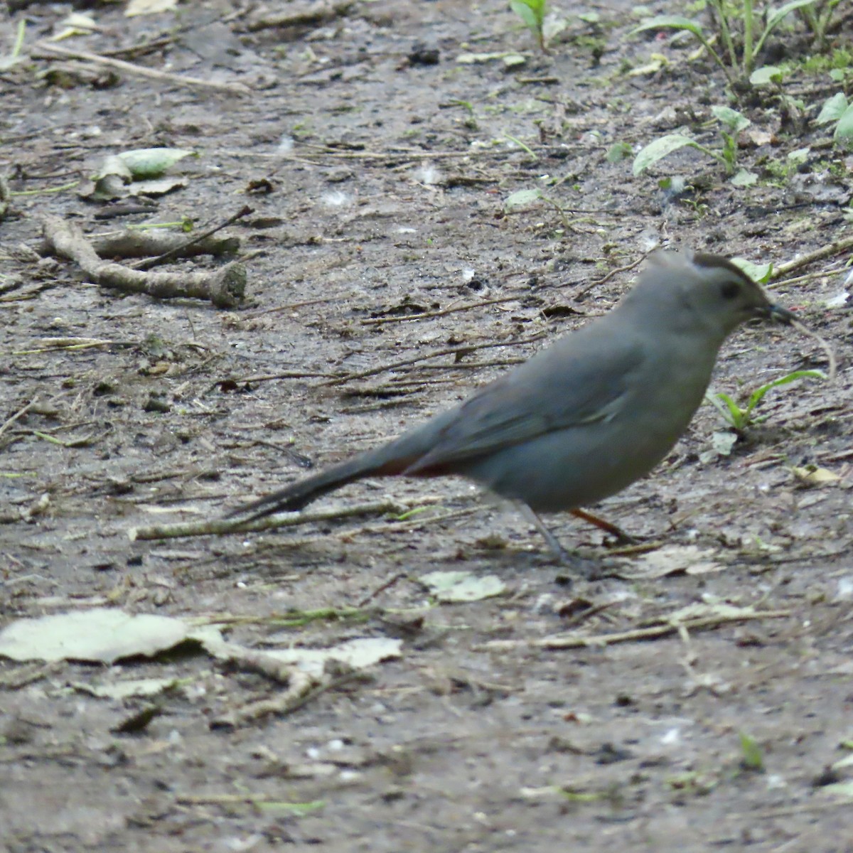 Gray Catbird - Jocelyn K