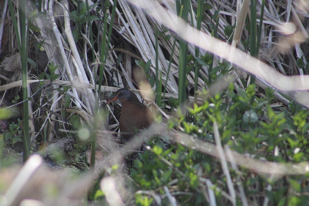 Virginia Rail - Andrew Schmalfuss