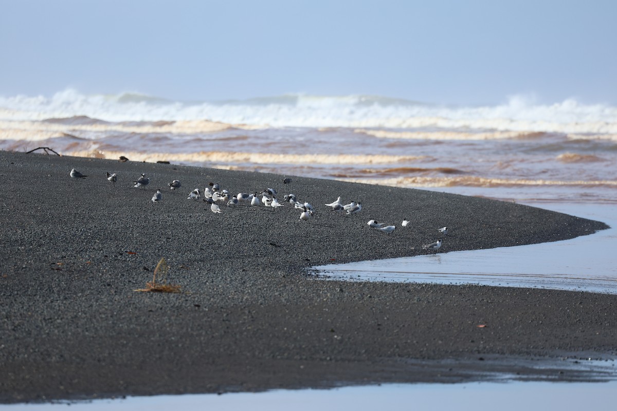 Franklin's Gull - Tina Van Dusen