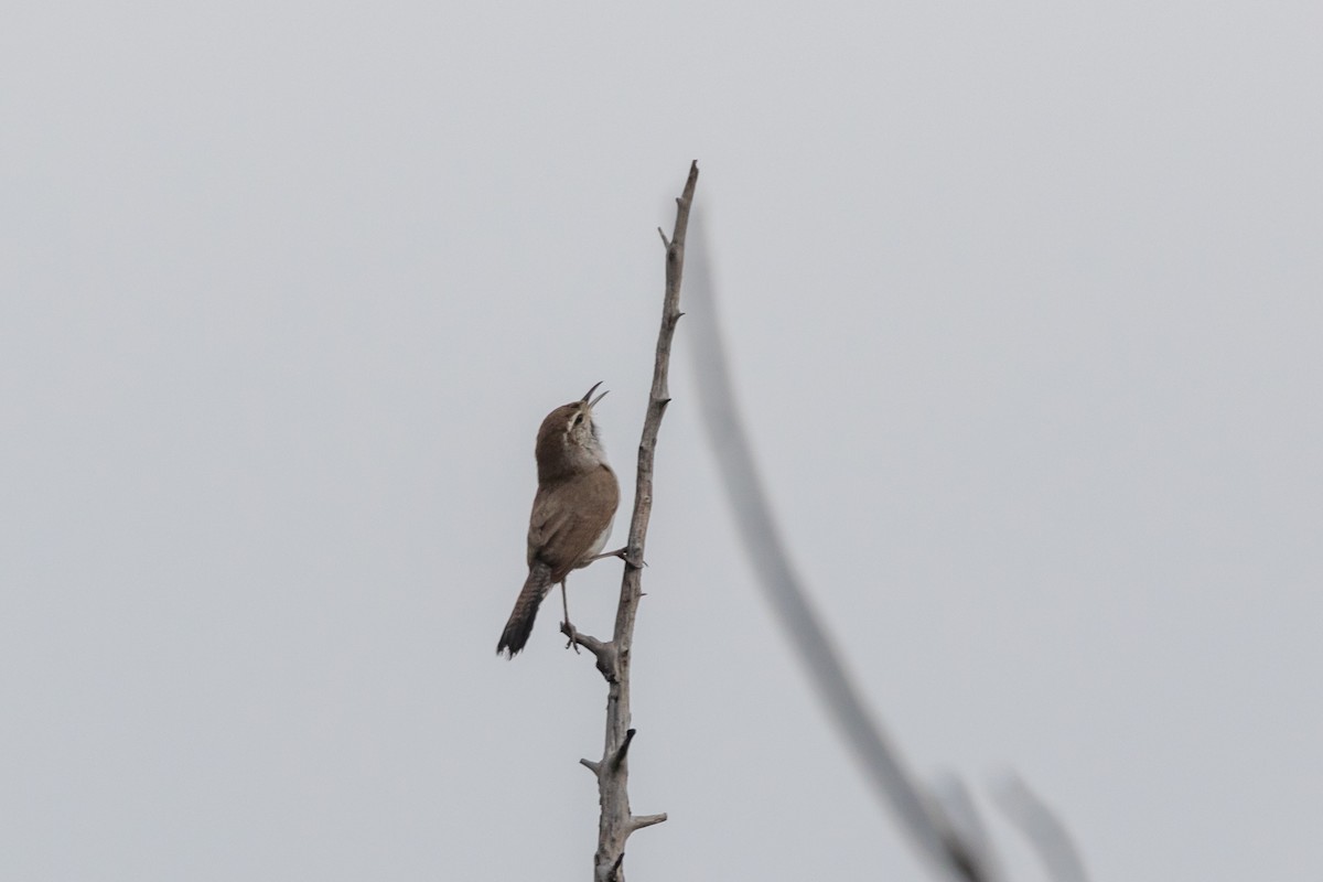 Bewick's Wren - Jesse Huth