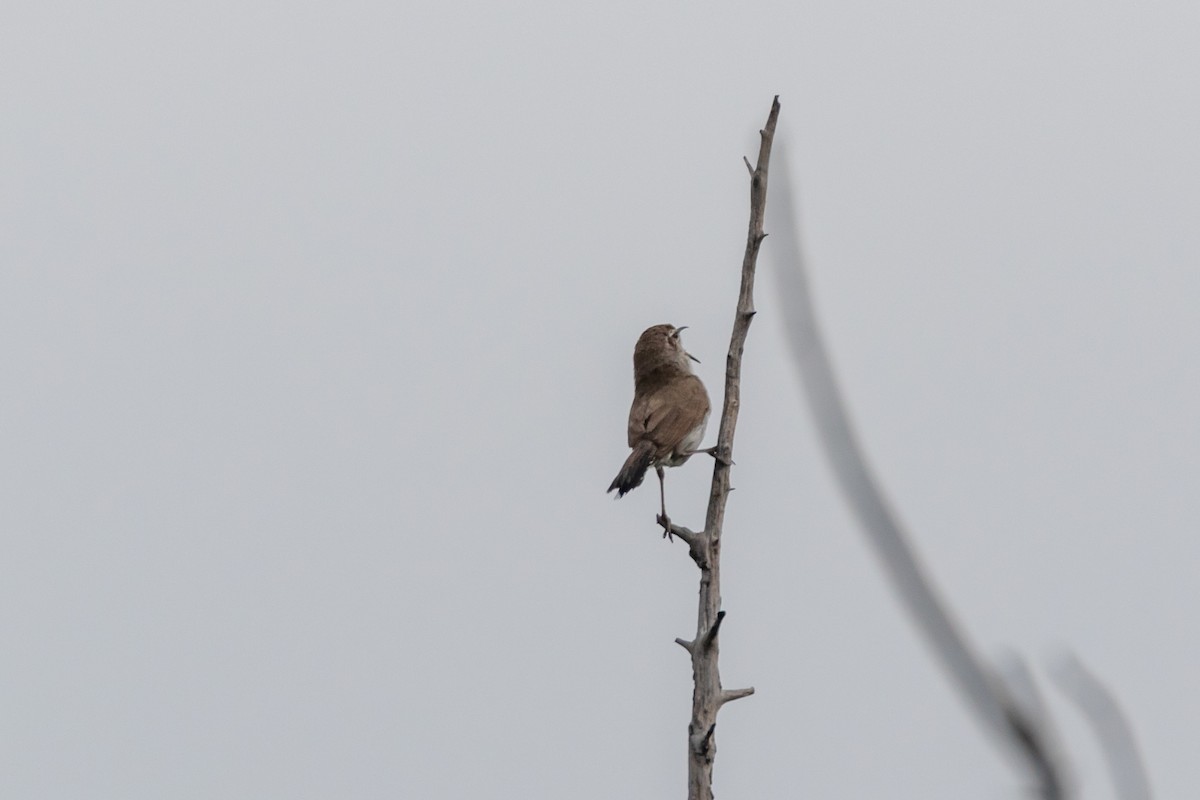 Bewick's Wren - Jesse Huth