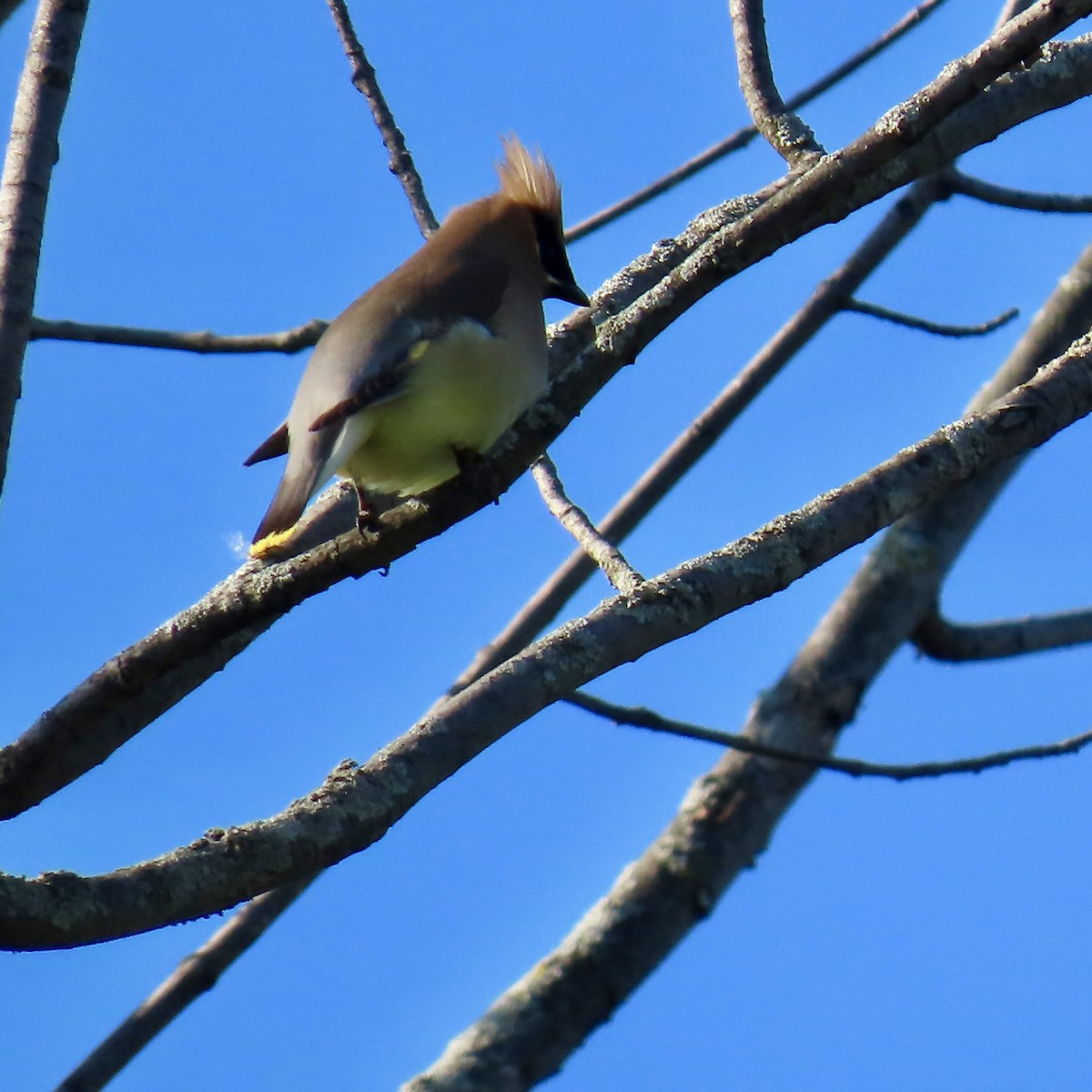 Cedar Waxwing - Jocelyn K