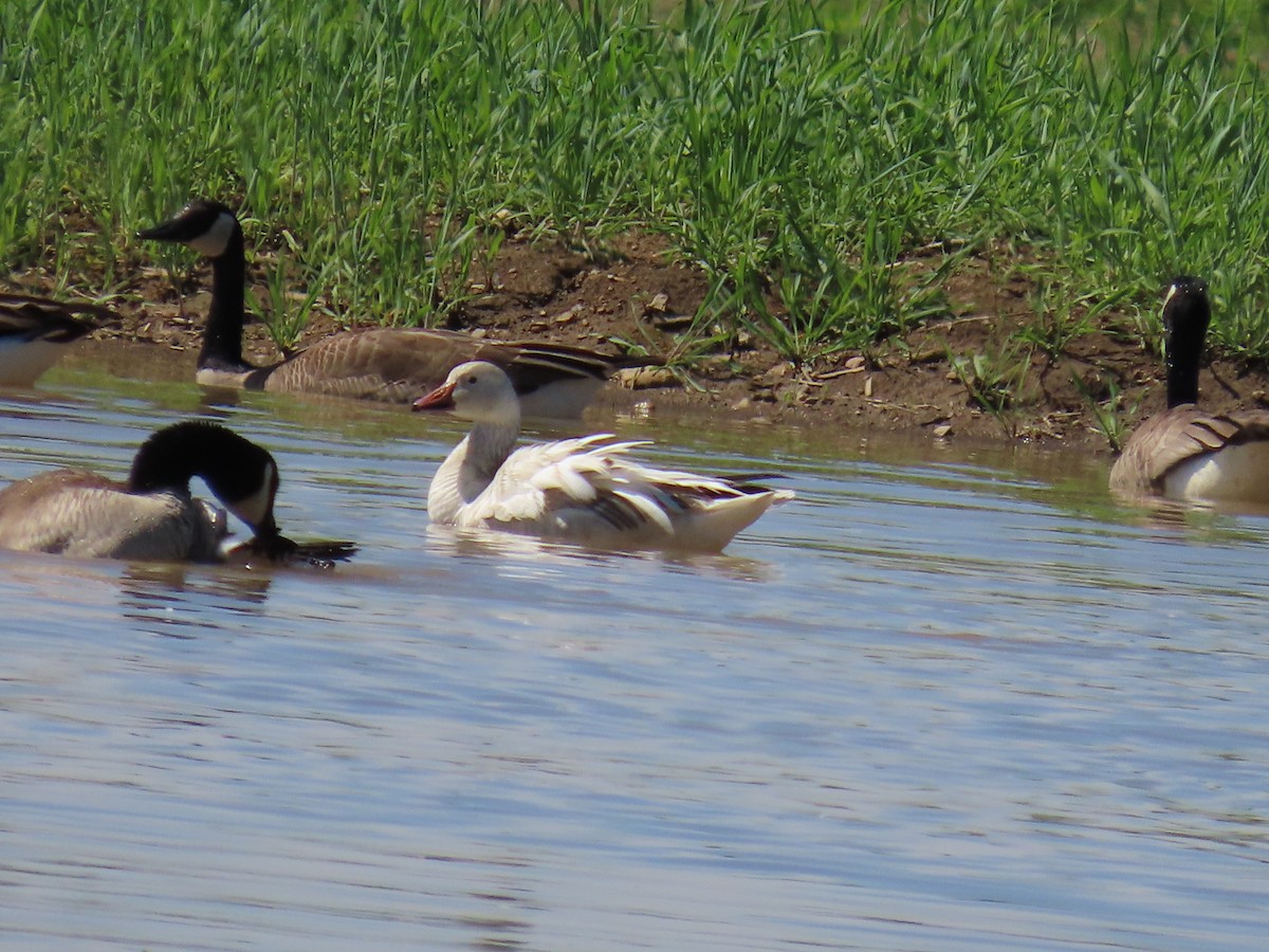 Snow Goose - Christine Stanke