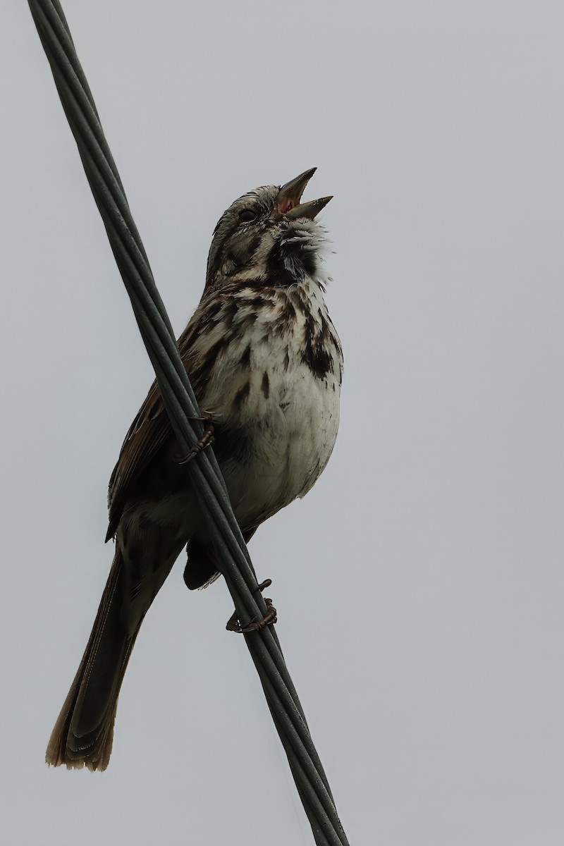 Song Sparrow - ML619599940