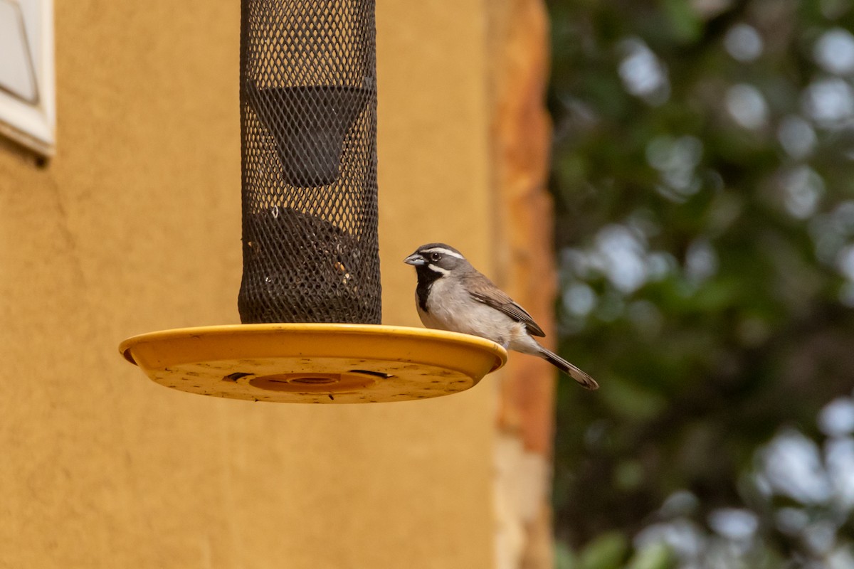 Black-throated Sparrow - Jesse Huth