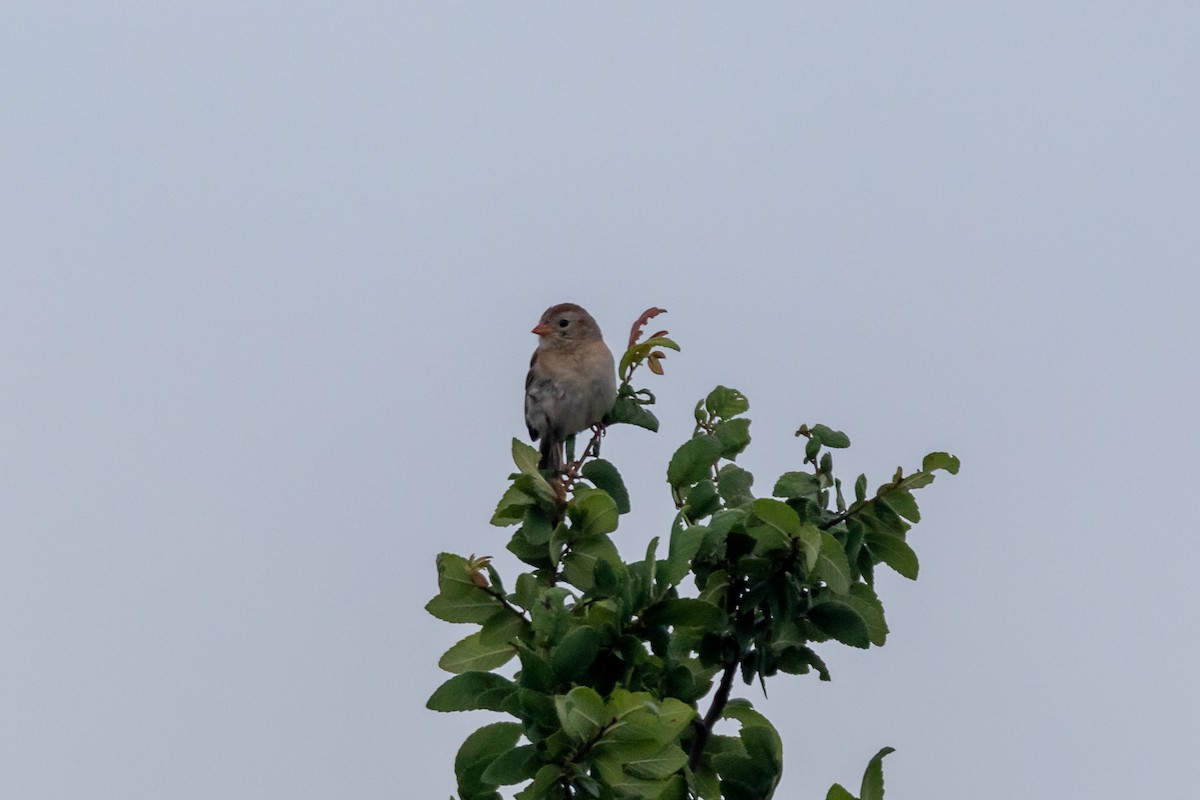 Field Sparrow - Jesse Huth