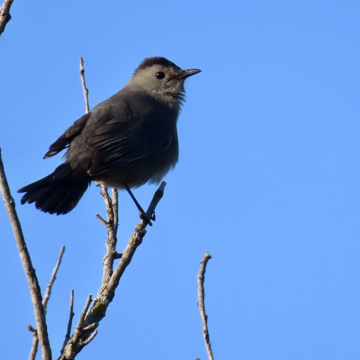 Gray Catbird - Jocelyn K