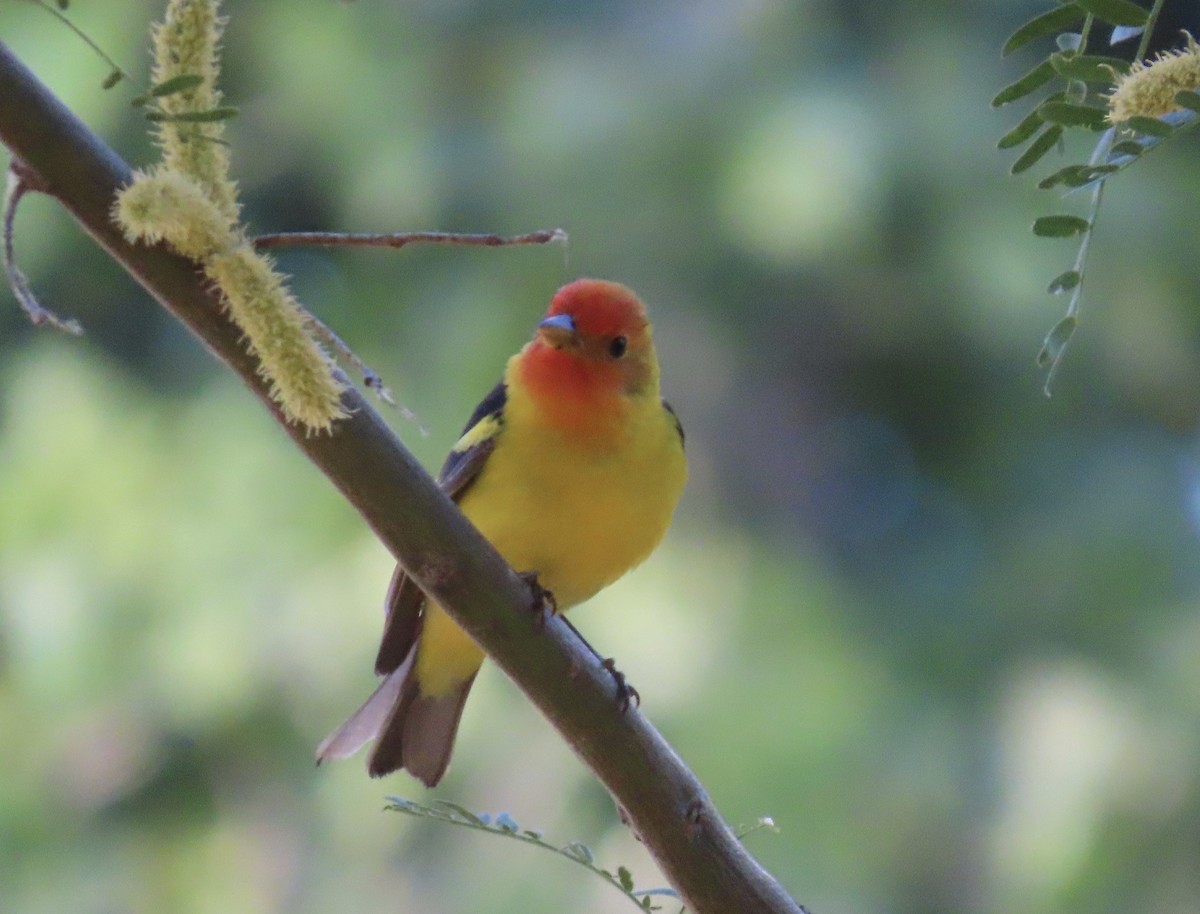 Western Tanager - karen pinckard