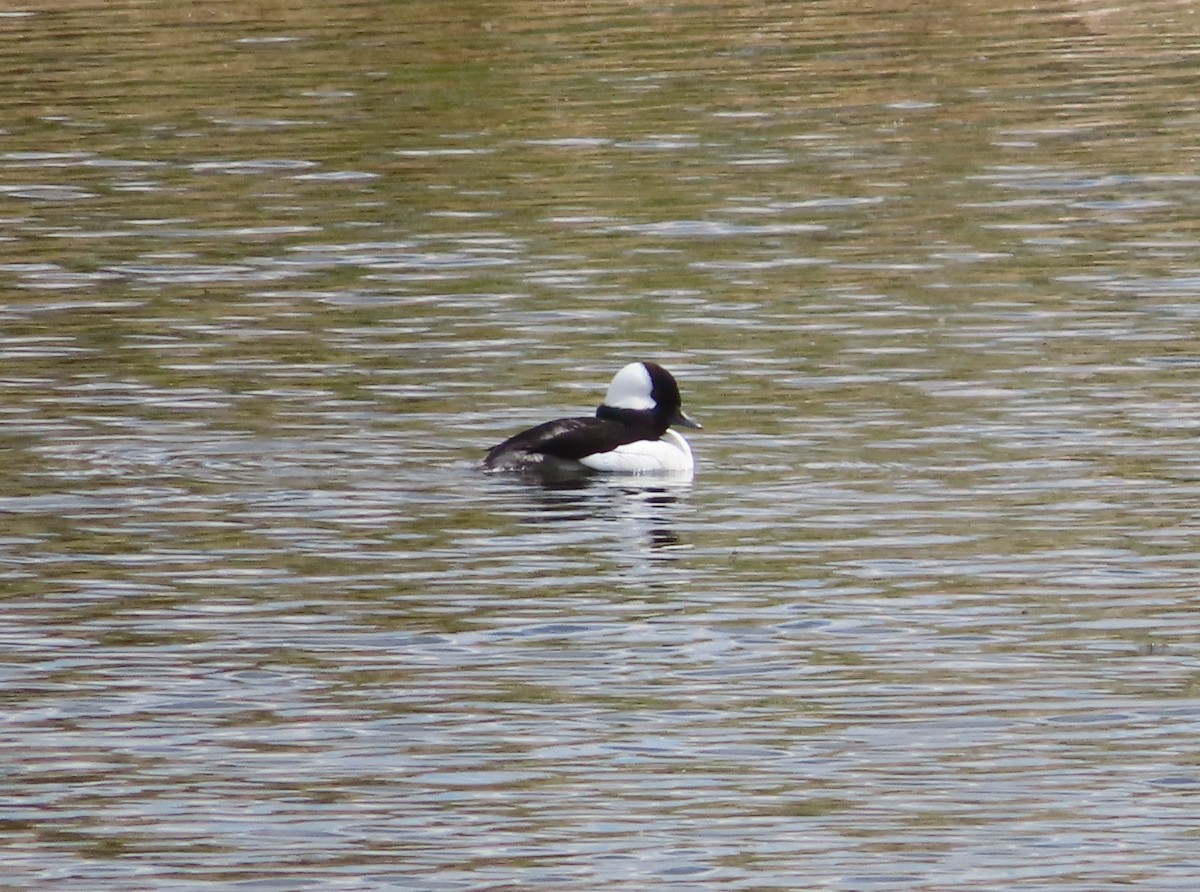 Bufflehead - Violet Kosack