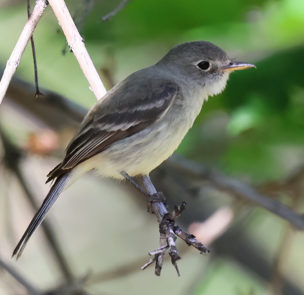 Gray Flycatcher - Charlotte Byers