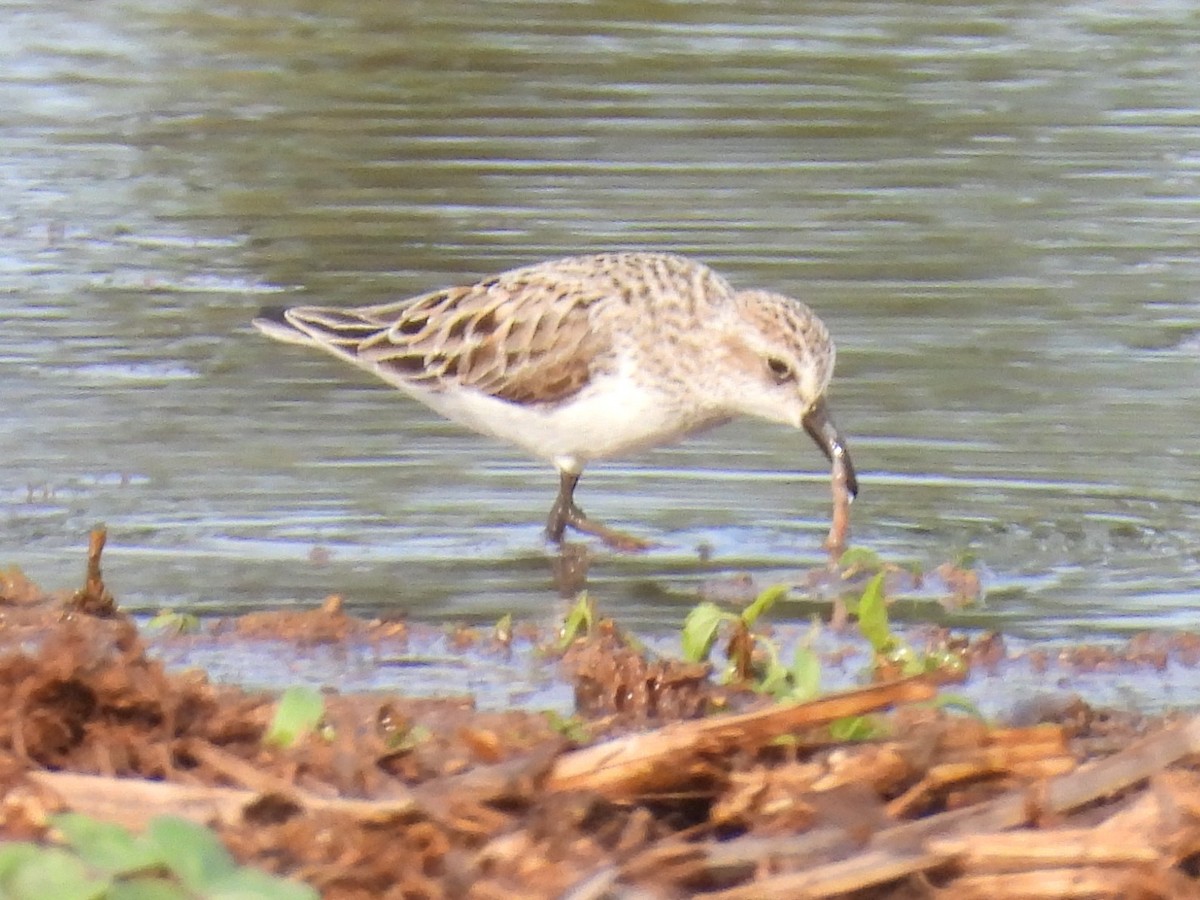 Western Sandpiper - Jeanene Daniels