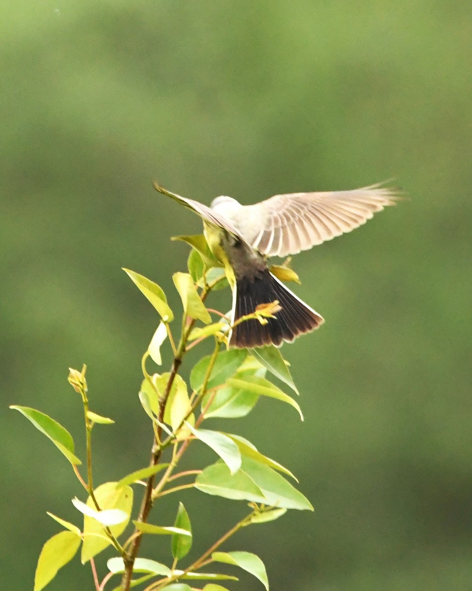 Western Kingbird - Robin P