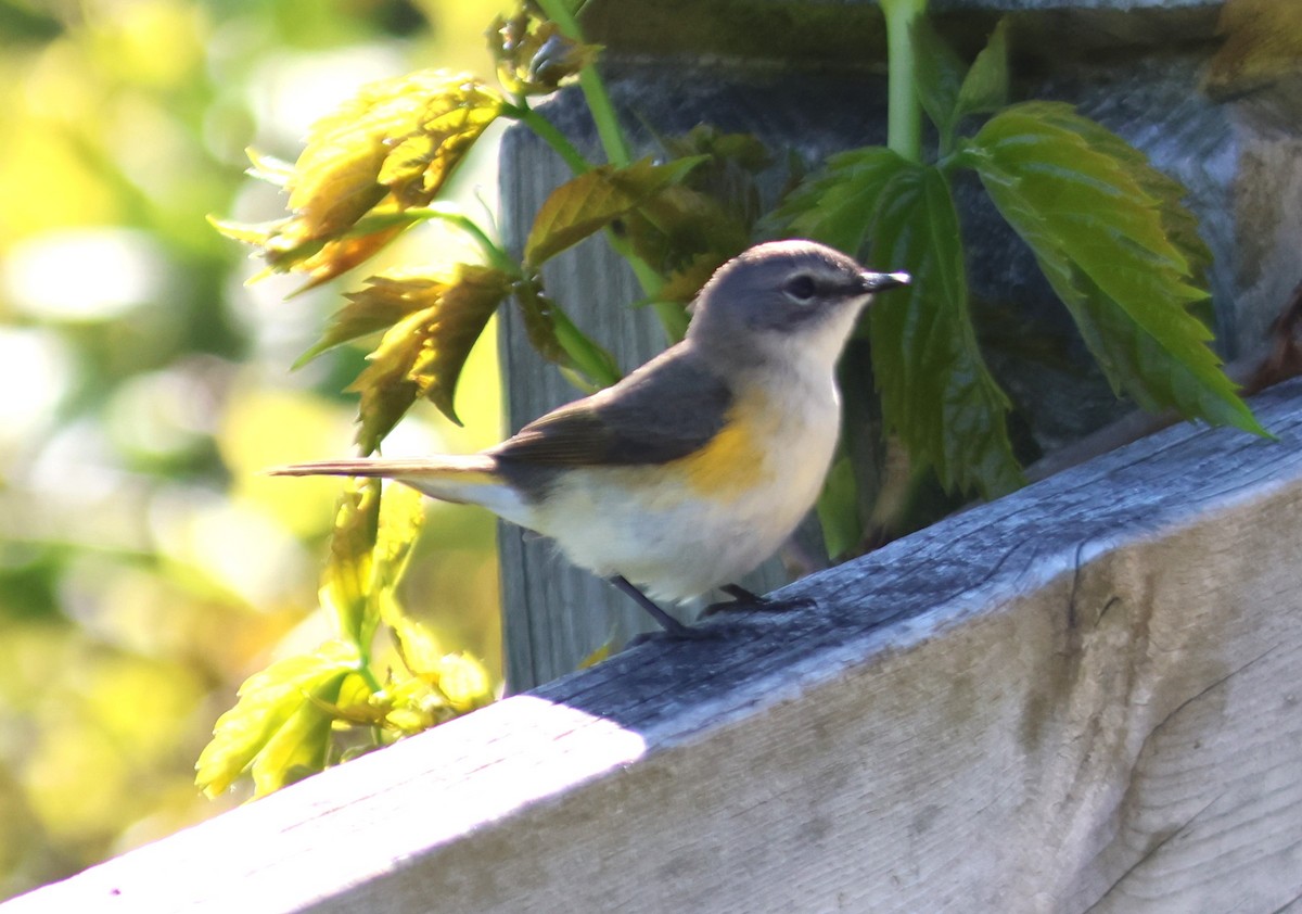 American Redstart - Alan Shapiro