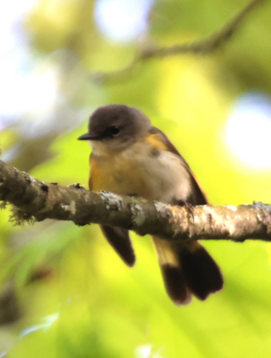 American Redstart - Alan Shapiro